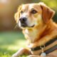 How-to-Keep-Your-Dog-Safe_-Essential-Tips-for-Pet-Owners_1748556447