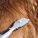 How-to-Stop-Dog-Shedding_-Effective-Tips-and-Solutions_1747692480