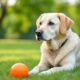 How-to-Train-Your-Dog-with-Effective-Tricks-and-Tips_1747606039