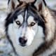 Adopting an Alaskan Malamute: What You Need to Know