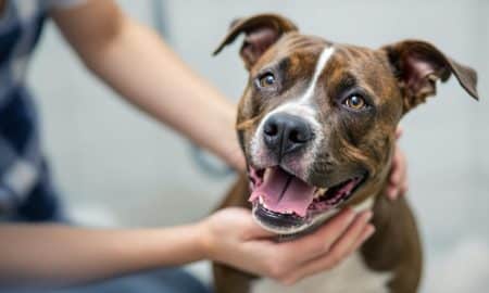 Saving Lives: American Staffordshire Terrier Rescue