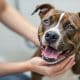 Saving Lives: American Staffordshire Terrier Rescue