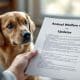 Animal Welfare Act Updates: What Changes Mean for Dog Lovers