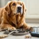 How to Break Bad Dog Owner Habits