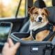How to Ensure Your Dog's Safety in the Car