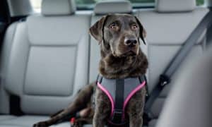 How to Choose the Best Dog Safety Belt for Car Travel