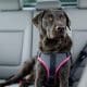 How to Choose the Best Dog Safety Belt for Car Travel
