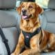 Best Dog Safety Harness for Car Travel