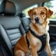 Best Dog Vehicle Safety Harness for Secure Car Travel