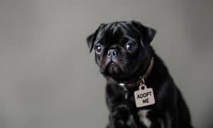 How to Find a Black Pug Puppy for Adoption
