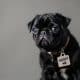 How to Find a Black Pug Puppy for Adoption