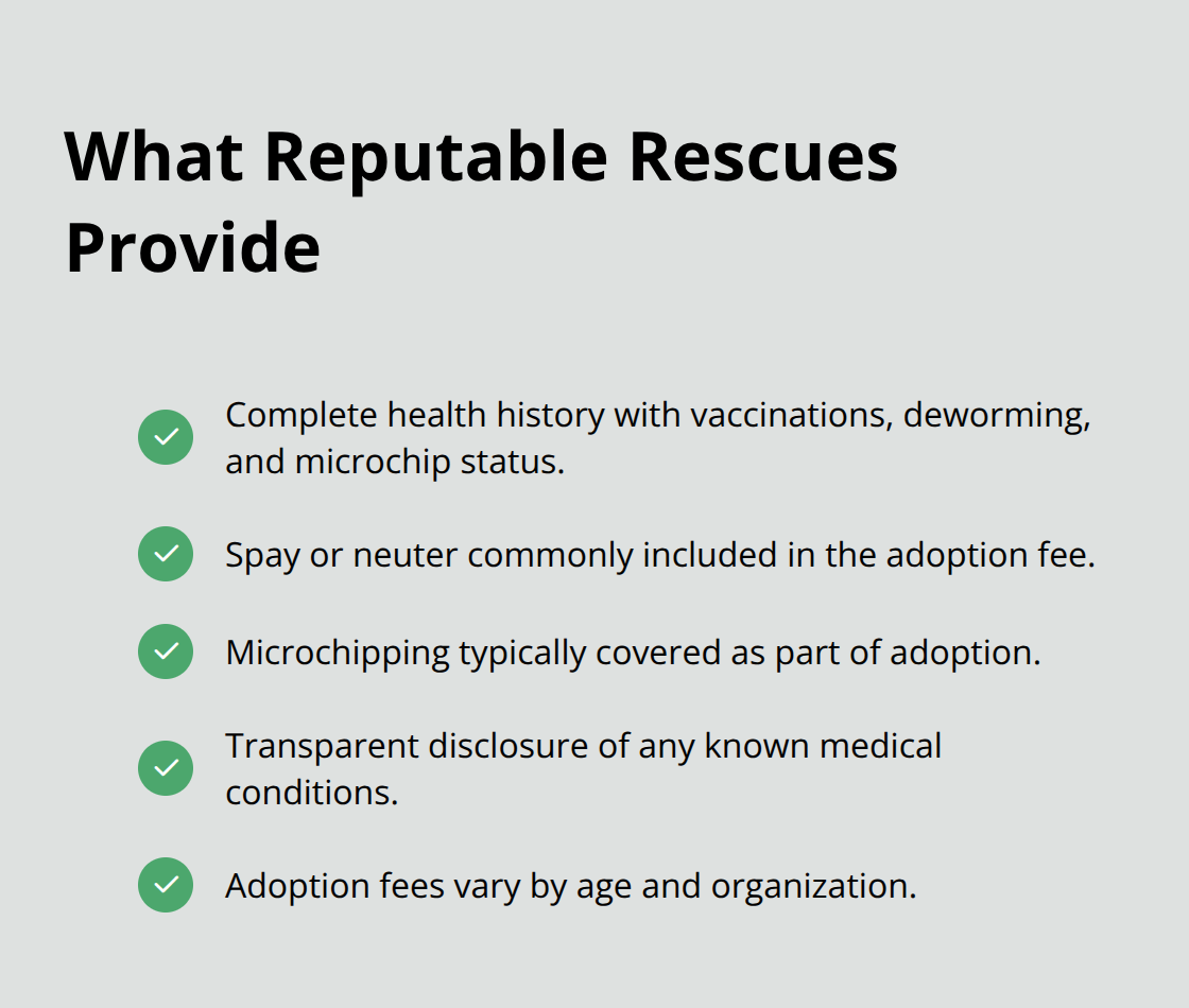 How to Find a Black Pug Puppy for Adoption