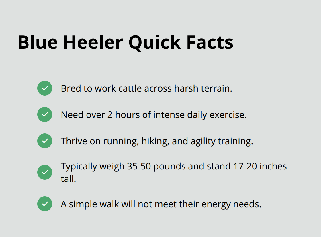 Key Blue Heeler facts on exercise, heritage, and size - blue heeler puppy adoption