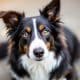 Adopting a Border Collie: Is Rescue Right for You?