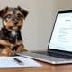 How to Find Border Terrier Puppy Adoption Options