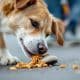 How to Break Your Dog's Bad Habits