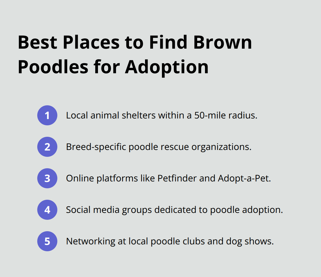 Compact list of sources to adopt brown poodles, including shelters, breed-specific rescues, online platforms, social groups, and networking. - brown poodle puppy adoption
