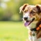 How to Change Your Adopted Dog's Name Successfully