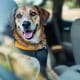 How to Secure Your Dog with a Car Safety Belt