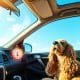 Car Temperature Dog Safety Chart: Protect Your Pet