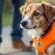 Carhartt Dog Safety Vest: Protecting Your Canine Companion