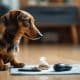 How to Train Your Dachshund: Essential Tips