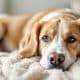 How to Keep Dogs and Newborns Safe Together
