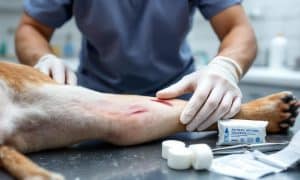 How to Care for Dog Bite Wounds on Dogs