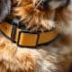 How to Choose the Best Dog Breakaway Safety Collar