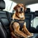 Dog Car Safety Tips for Safe Travel