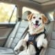 How to Keep Your Dog Safe in the Car