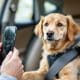 How to Choose the Best Dog Car Safety Seat Belt