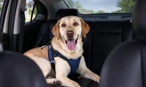 How to Keep Your Dog Safe in the Car