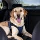How to Keep Your Dog Safe in the Car