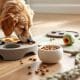 Dog Enrichment Toys: Toys That Spark Play, Learning, and Tail Wagging