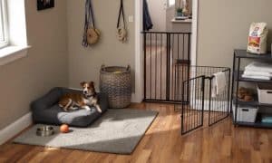 Dog Friendly Apartment Tips For Stress-Free Living