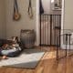 Dog Friendly Apartment Tips For Stress-Free Living