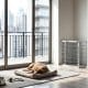 Dog Friendly Apartment Tips For City Living