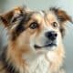 Decoding Dog Behaviors: What Do Their Habits Mean?