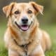 Understanding Common Dog Behaviors: A Guide for Owners