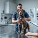 Dog Health Checkups: What To Expect At Vet Visits