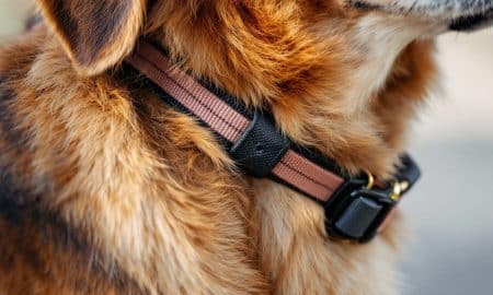 How to Use a Dog Lead Safety Strap Correctly