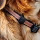 How to Use a Dog Lead Safety Strap Correctly
