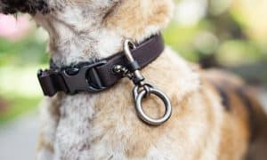 How to Ensure Dog Leash Safety for Every Walk