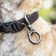 How to Ensure Dog Leash Safety for Every Walk