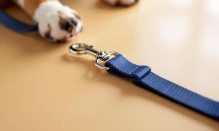How to Choose the Right Dog Leash Safety Strap