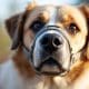 How to Ensure Dog Muzzle Safety for Your Pet