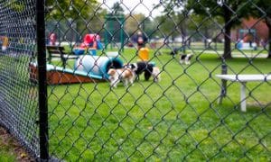 Is Your Dog Park Safe? A Guide for Pet Owners