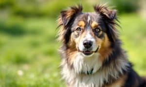 How to Capture Stunning Dog Photos: Expert Tips