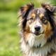 How to Capture Stunning Dog Photos: Expert Tips